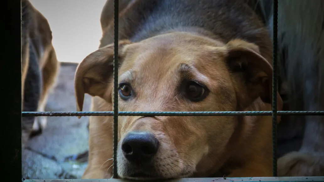 Sokak Hayvanları Yasa Tasarısı Hakkında